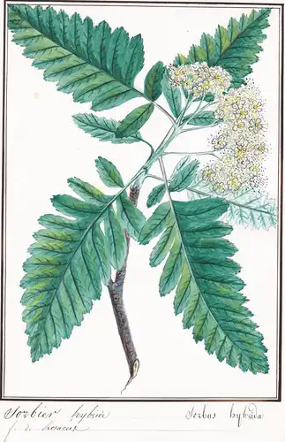 Sorbier hybride / Sorbus hybrida - Echte Bastard-Eberesche / Botanik botany / Blume flower / Pflanze plant