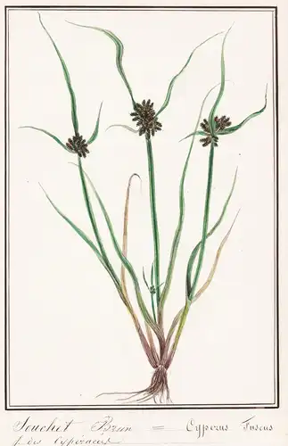 Souchet Brun / Cyperus Fuscus - Braunes Zyperngras / Botanik botany / Blume flower / Pflanze plant