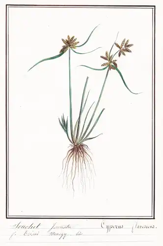 Souchet Jaunatre / Cyperus Flavescens - Gelbliches Zyperngras / Botanik botany / Blume flower / Pflanze plant
