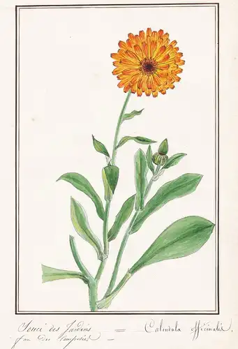Souci des Jardins / Calendula officinalis - Ringelblume / Botanik botany / Blume flower / Pflanze plant