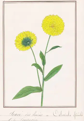 Souci des Jardins / Calendula officinalis - Ringelblume / Botanik botany / Blume flower / Pflanze plant