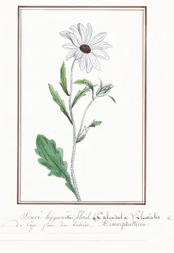 Souci hygrometre / Calendula Pluvialis - Kapkörbchen / Botanik botany / Blume flower / Pflanze plant