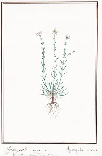 Spargoute nouese / Spergula Nodosa - Knotiges Mastkraut / Botanik botany / Blume flower / Pflanze plant