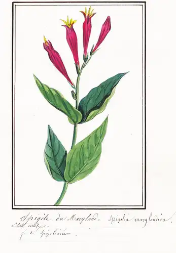 Spigele de Maryland / Spigelia marylandica - Botanik botany / Blume flower / Pflanze plant