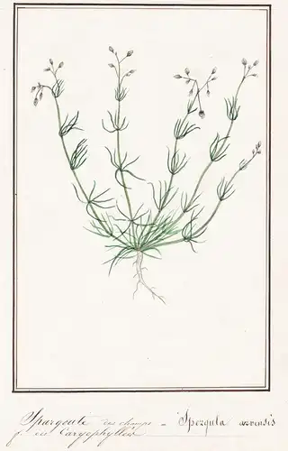 Spargoute des champs / Spergula arvensis - Acker-Spark / Botanik botany / Blume flower / Pflanze plant