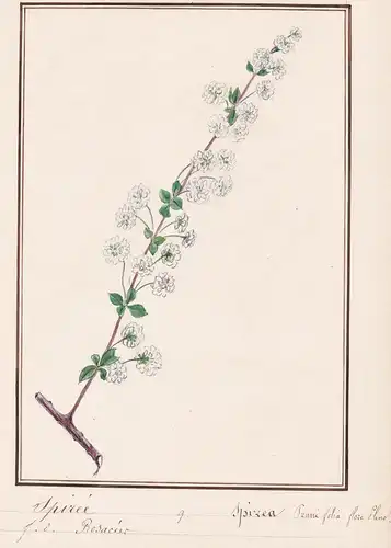 Spiree / Spirea - Spierstrauch / Botanik botany / Blume flower / Pflanze plant