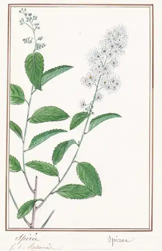 Spiree / Spirea - Spiere / Botanik botany / Blume flower / Pflanze plant