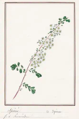 Spiree / Spirea - Spiere / Botanik botany / Blume flower / Pflanze plant
