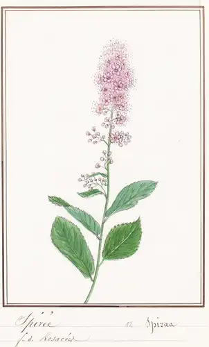 Spiree / Spirea - Spiere / Botanik botany / Blume flower / Pflanze plant