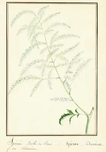 Spiree Barbe de bouc / Spirea Aruncus - Geissblattspierstrauch / Botanik botany / Blume flower / Pflanze plant