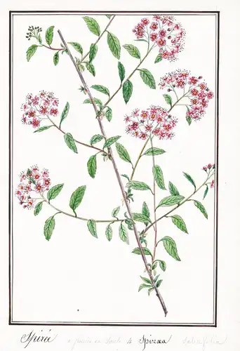 Spiree a feuilles de Saule / Spirea Salicifolia - Weidenblättriger Spierstrauch / Botanik botany / Blume flowe