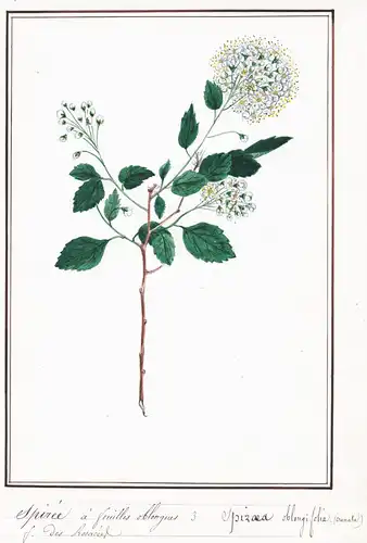 Spiree a feuilles oblongues / Spirea oblongifolia - Spierstrauch / Botanik botany / Blume flower / Pflanze pla
