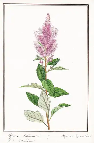 Spiree Cotonneuse / Spirea Tomentosa - Filziger Spierstrauch / Botanik botany / Blume flower / Pflanze plant