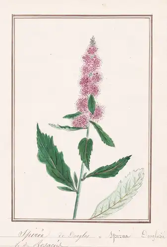 Spiree de Douglas / Spirea Douglasii - Douglas-Spierstrauch / Botanik botany / Blume flower / Pflanze plant