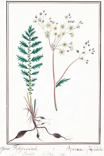 Spiree Filipendule / Spirea filipendula - Botanik botany / Blume flower / Pflanze plant