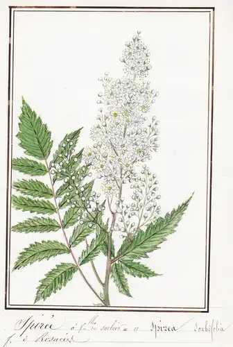 Spiree a feuilles sorbier/ Spirea sorbifolia - Sibirische Fiederspiere / Botanik botany / Blume flower / Pflan