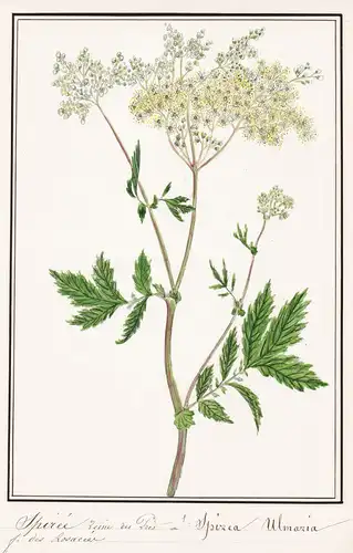 Spiree Reine-des-pres / Spirea Ulmaria - Echtes Mädesüß / Botanik botany / Blume flower / Pflanze plant