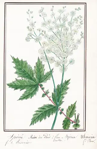 Spiree Reine-des-pres / Spirea Ulmaria - Echtes Mädesüß / Botanik botany / Blume flower / Pflanze plant