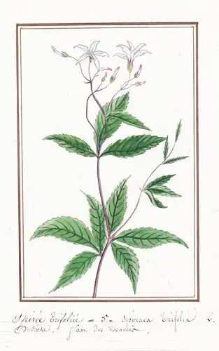 Spiree Trifoliee / Spirea trifolia - Nördliche Dreiblattspiere / Botanik botany / Blume flower / Pflanze plant