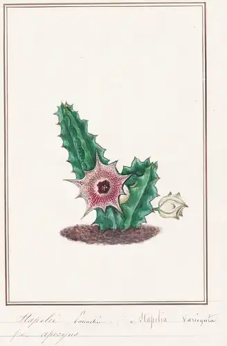 Stapelie Canachee / Stapelia Variegata - Aasblume / Botanik botany / Blume flower / Pflanze plant