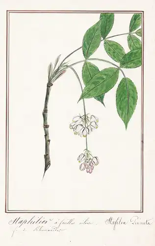 Staphelier a feuilles ailier / Stafelia Pinnata - Gemeine Pimpernuss / Botanik botany / Blume flower / Pflanze