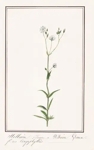 Stellaire Glauque / Stellaria Glauca - Sumpf-Sternmiere / Botanik botany / Blume flower / Pflanze plant