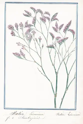 Statice Limonium / Statice Limonium - Geflügelter Strandflieder / Botanik botany / Blume flower / Pflanze plan