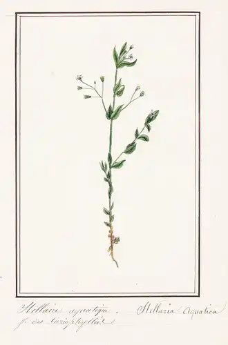 Stellaire aquatique / Stellaria Aquatica - Wasserdarm / Botanik botany / Blume flower / Pflanze plant
