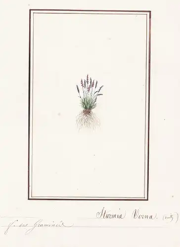 Sturmia Verna - Botanik botany / Blume flower / Pflanze plant