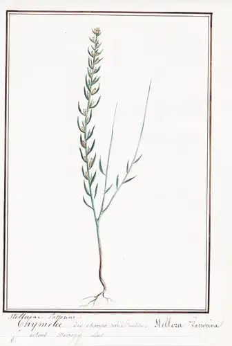 Stellerine passerine / Stellara Passerina - Botanik botany / Blume flower / Pflanze plant