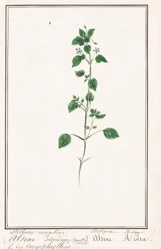 Stellaire morgeline / Stellaria Media - Gewöhnliche Vogelmiere / Botanik botany / Blume flower / Pflanze plant