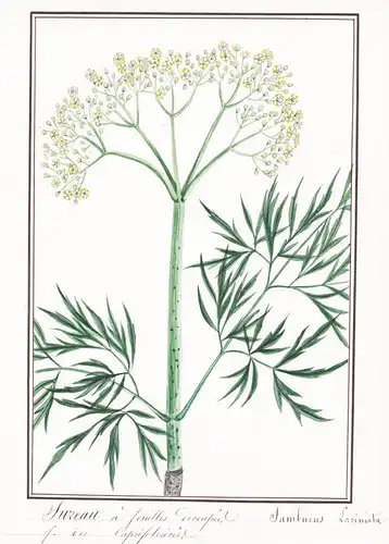 Sureau a feuilles decoupees / Sambucus Laciniata - Geschlitztblättriger Holunder / Botanik botany / Blume flow