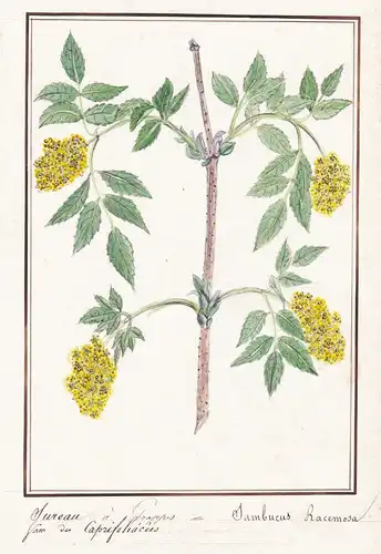 Sureau a grappes / Sambucus Racemosa - Traubenholunder / Botanik botany / Blume flower / Pflanze plant
