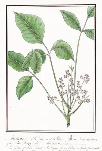 Sumac a la Puce / Rhus toxicodendron - Eichenblättriger Giftsumach / Botanik botany / Blume flower / Pflanze p