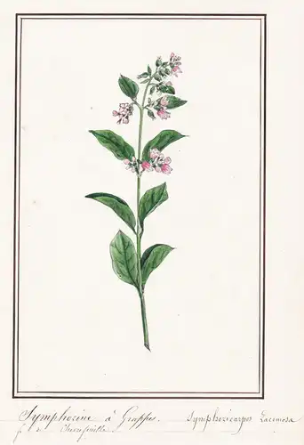 Symphorine a Grappes / Symhoricarpos Racemosa - Schneebeere / Botanik botany / Blume flower / Pflanze plant