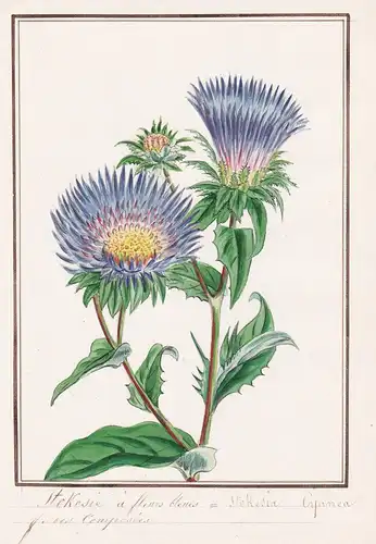 Stokesie a fleurs bleues / Stokesia Cyanea - Kornblumenaster / Botanik botany / Blume flower / Pflanze plant