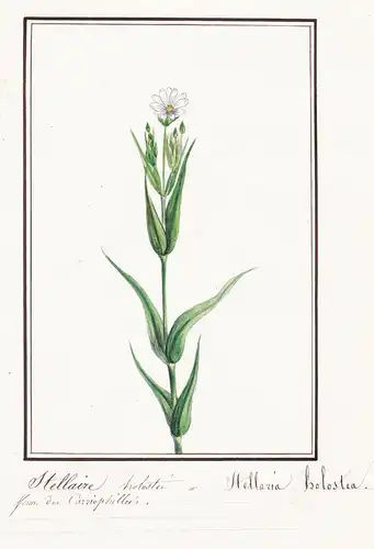 Stellaire holostee / Stellaria Holstea - Große Sternmiere / Botanik botany / Blume flower / Pflanze plant