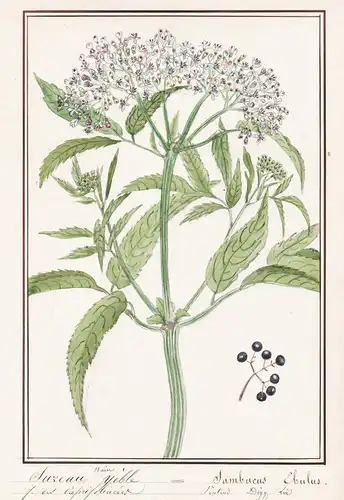 Sureau yeble / Sambucus Ebulus - Zwerg-Holunder / Botanik botany / Blume flower / Pflanze plant