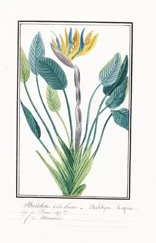 Strelitzie de la Reine / Strelitzia Regina - Paradiesvogelblume / Botanik botany / Blume flower / Pflanze plan