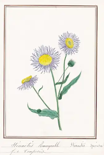 Stenactis Remarquable / Stenactis speciosa - Prächtiges Berufkraut / Botanik botany / Blume flower / Pflanze p