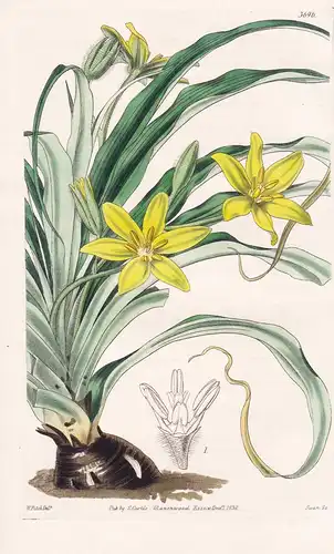 Hypoxis Stellipilis. Starry-Haired Hypoxis. Tab. 3696 - South Africa Südafrika / Pflanze Planzen plant plants