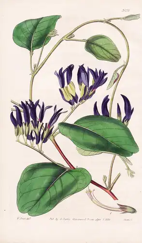 Kennedya Nigricans. Dingy-Flowered Kennedya. Tab. 3652 - Australia Australien / Pflanze Planzen plant plants /