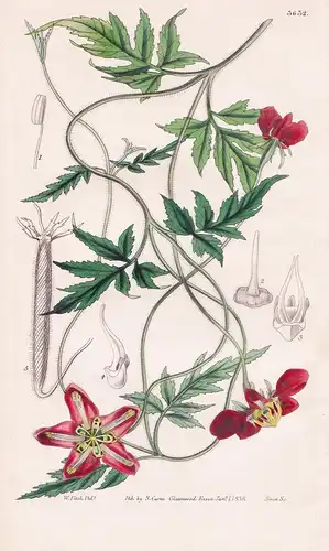 Loasa Lateritia. Red-Flowered Loasa. Tab. 3632 - Pflanze Planzen plant plants / flower flowers Blume Blumen /