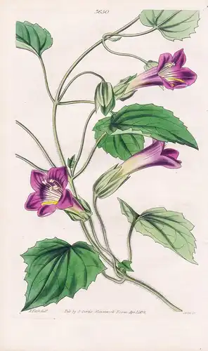 Lophospermum Scandens. Climbing Lophospermum. Tab. 3650 -  Pflanze Planzen plant plants / flower flowers Blume