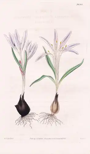 Merendera Caucasica. Caucasian Merendera. Tab. 3690 - Caucasus Kaukasus / Pflanze Planzen plant plants / flowe