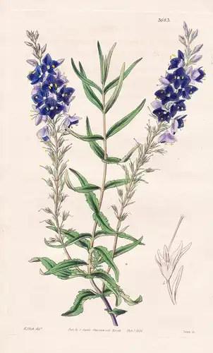 Veronica Prostrata; satureiaefolia. Prostrate Speedwell; Savory-leaved var. Tab. 3683 - Pflanze Planzen plant