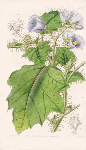 Solanum Campanulatum. Bell-Flower Solanum. Tab. 3672 - Australia Australien / Pflanze Planzen plant plants / f
