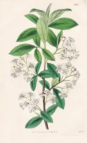 Pyrus Arbutifolia. Arbutus-Leaved Aronia. Tab. 3668 - Pflanze Planzen plant plants / flower flowers Blume Blum