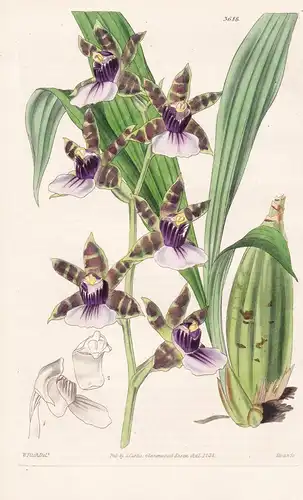Zygopetalon Maxillare. Tree-Fern Zygopetalon. Tab. 3686 - New Mexico / Orchidee orchid / Pflanze Planzen plant
