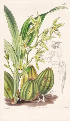 Zygopetalon Murrayanum. Mr. Murray's Zygopetalum. Tab. 3674 - Brazil Brasil Brasilien / Orchidee orchid / Pfla